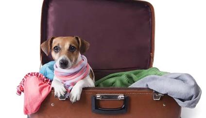 Travel with pets 