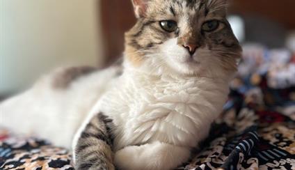 Viajar con animales de compañía