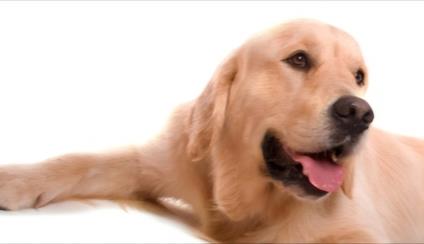 Viajes con animales de compañía