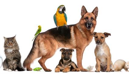 Viajar a España con animales de compañía