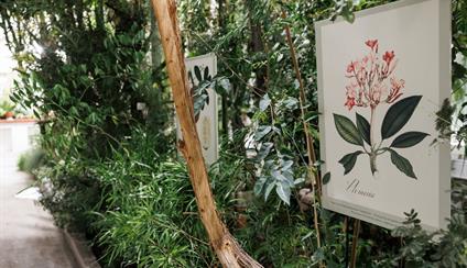 INAUGURACIÓN DE LA EXPOSICIÓN ARTE BOTÁNICO DE LAS EXPEDICIONES CIENTÍFICAS ESPAÑOLAS 