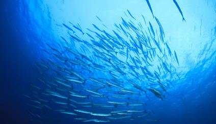 El Gobierno remite a las Cortes el tratado de alta mar para su ratificación